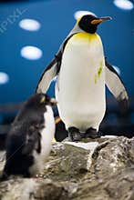 Penguin
