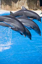 Four dolphins