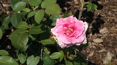 Pink Rose