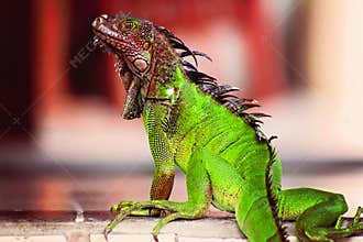 Red and Green Costa Rica Iguana