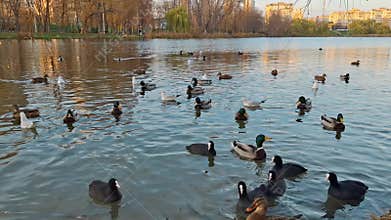 Waterfowl on the lake. Three types of waterfowl - ducks, gulls and coots