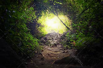 Natural tunnel in tropical jungle forest