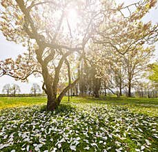 Wonderful magnolia tree