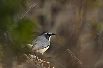 White-throated Robin