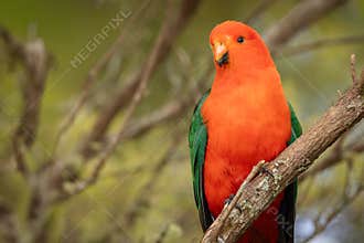 A vibrantly colored male king parrot perched in a tree in a temperate rainforest.