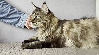 Maine Coon cat lies on a couch while a person