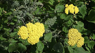 Yellow Yarrow