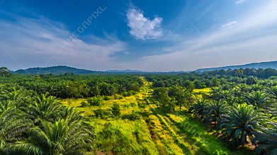 Expansive Lush Palm Oil Plantation Under a Bright Blue Sky with Wispy Clouds