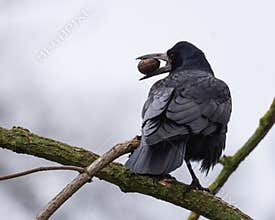 Crow on a Branch with a Nut in Its Beak