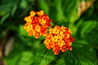 Orange flowers are also known as lantana flowers