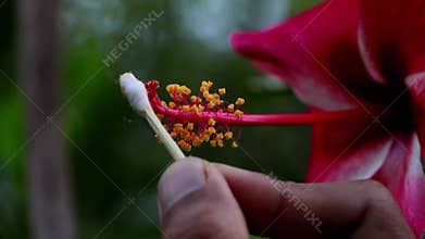 Hibiscus hand pollination macro in monsoon forest