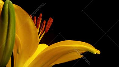 Yellow Asiatic Lily Blooming Timelapse