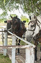 Amish horses tied to a hitching post