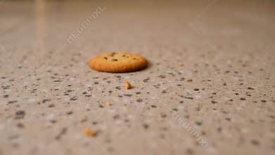 AI Cookie on kitchen floor