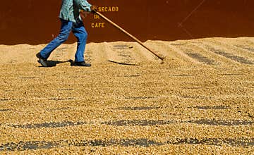 Drying coffee