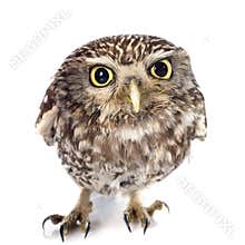 Little owl