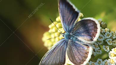Butterfly and Flower. Macro