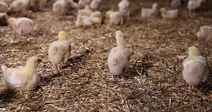 young broiler chickens at a large poultry farm