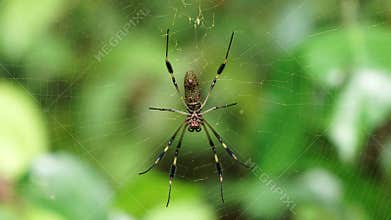 Golden Silk Orb Weaver of the Nephila Spider Family. Giant Spider.