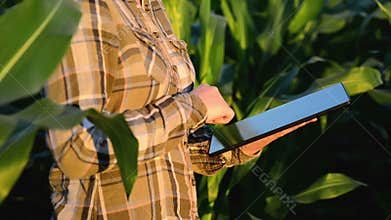 Woman agronomist using tablet computer in agricultural cultivated corn field in sunset