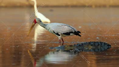 Stork Standing in Water at Sunset