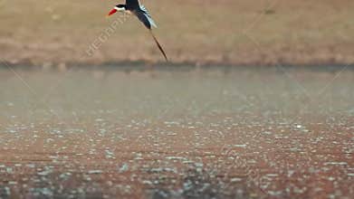 Bird Gliding Low Over Water