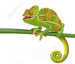 Chameleon