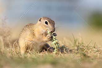 European ground squirrel, lat.Spermophilus citellu