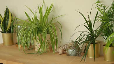 Plants and pots on a wooden shelf in a bright room