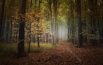 Autumn in the woods