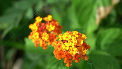 Orange flowers are also known as lantana flowers