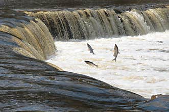 Spawning fish