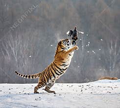 Siberian tiger in a jump catches its prey. Very dynamic shot. China Harbin. Mudanjiang province. Hengdaohezi park.
