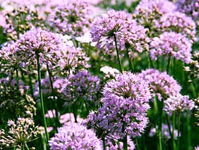 Purple field of flowers in the sunshine