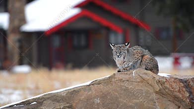 Colorado bobcat in Estes Park, Colorado