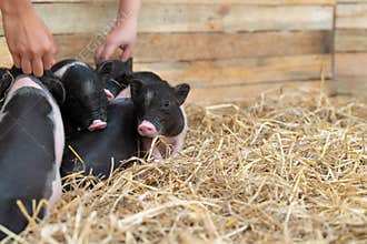 Farm animals : Funny spotted piglet, Cute baby Pot-bellied pigs in a farm.