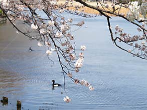 Sakura and Lake