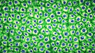 Embryonic bright green stem cells colony under a microscope 3D illustration
