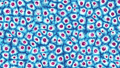 Embryonic stem cells colony under a microscope 3D illustration