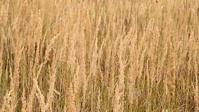 Beige wild grass with slight wind movement