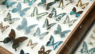Entomological collection, butterflies under glass