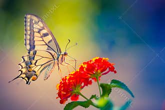 Summer nature view of a beautiful butterfly with colorful meadow. Wonderful summer scene under sunlight.