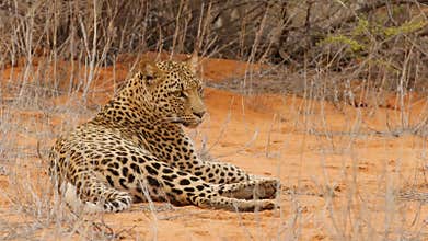 Beautiful leopard lies on red kalahari sand and looks into camera