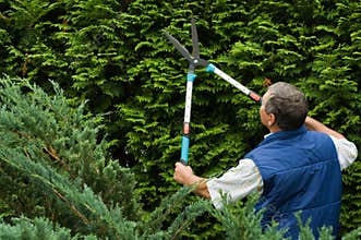 Senior man gardener cut a hedge