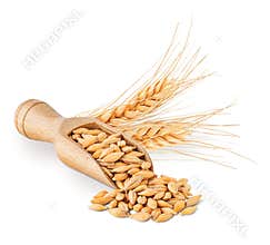 Barley seeds and ears isolated on white background