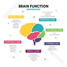 Creative human brain infographic concept lobe mind
