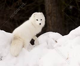 Arctic Fox