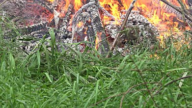 Fire flame destroy fauna and flora in nature. 4K