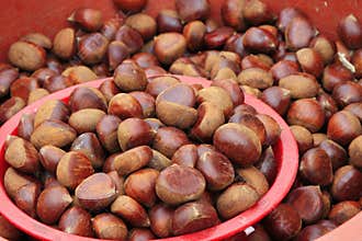 Chestnut