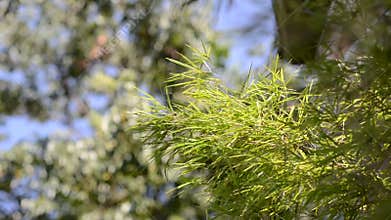 Green bamboo leaf moving by wind